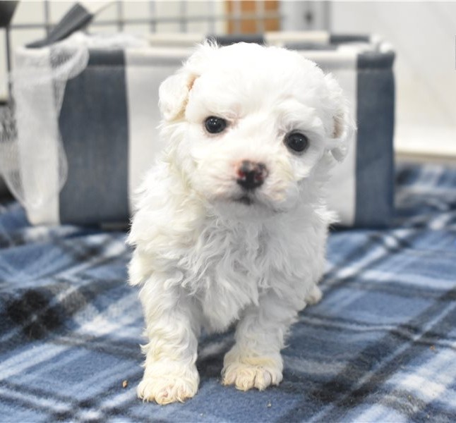 cheerful AKC-registered Bichon Frise
