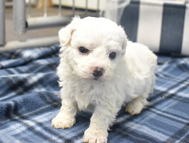 cheerful AKC-registered Bichon Frise - Image 4