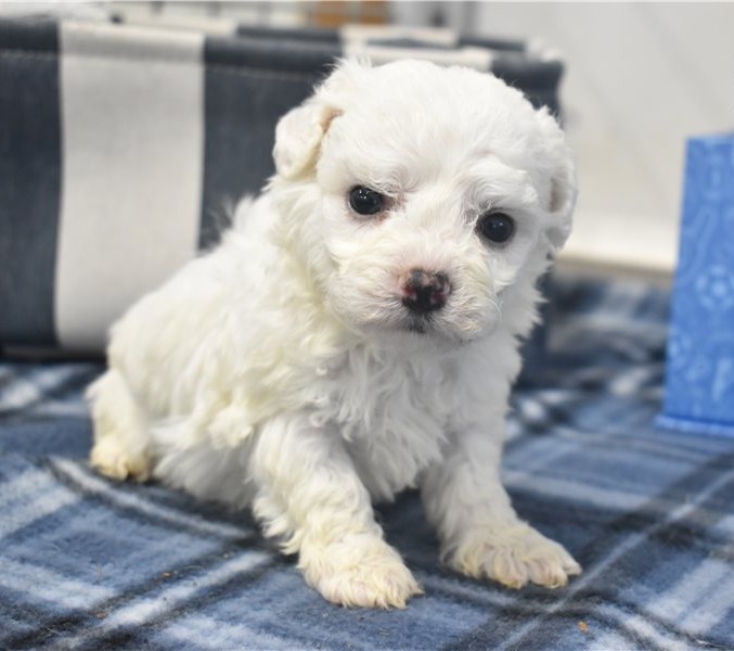 cheerful AKC-registered Bichon Frise - Image 3