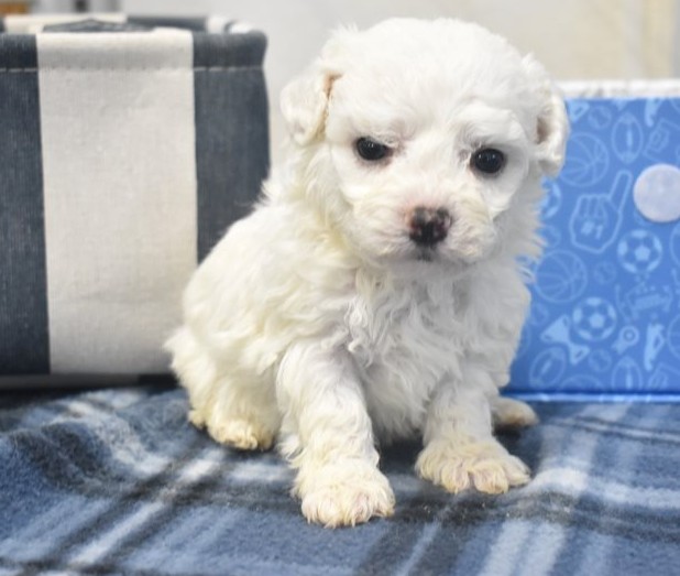 cheerful AKC-registered Bichon Frise - Image 2